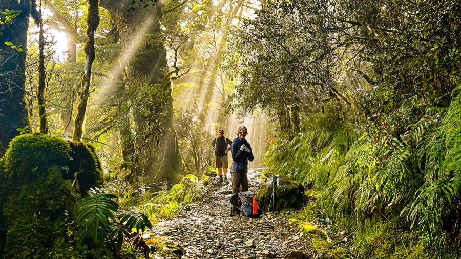 kepler track hiking new zealand kepler-track-hiking-forest